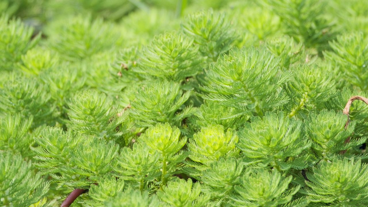 树木绿植自然4K实拍镜头
