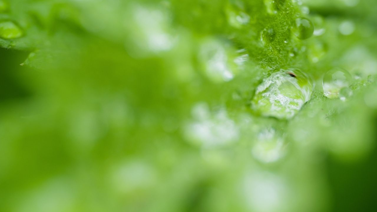 树木绿植自然4K实拍镜头