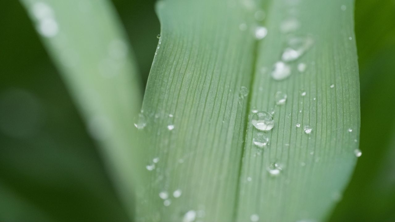 树木绿植自然4K实拍镜头