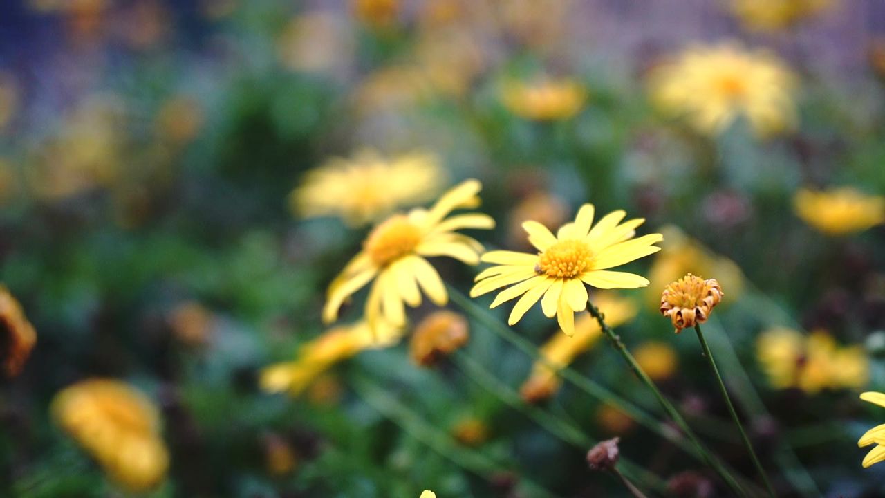 路边花坛