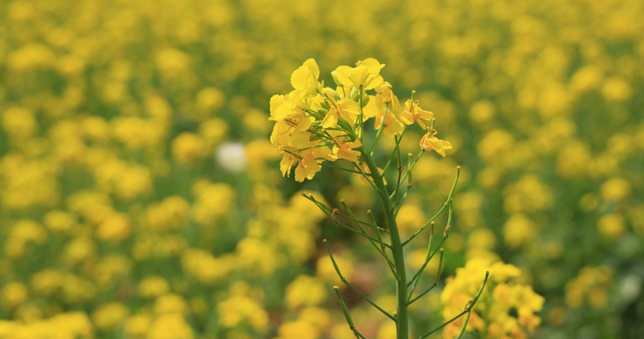 实拍手摸油菜花