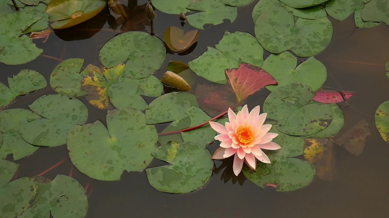 风吹湖面睡莲动