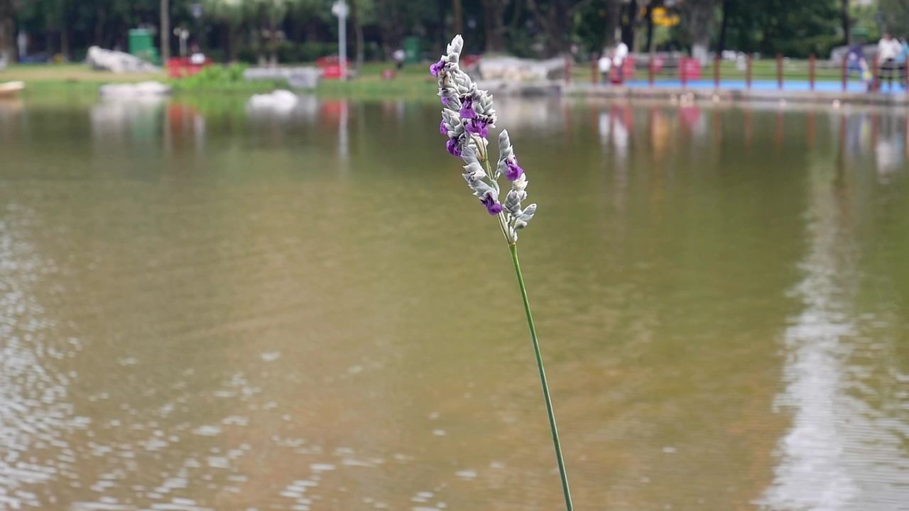 微风一枝再力花
