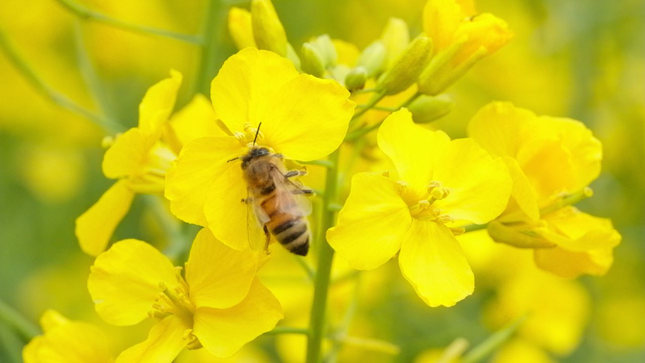 油菜花蜜蜂采蜜特写微距4K实拍