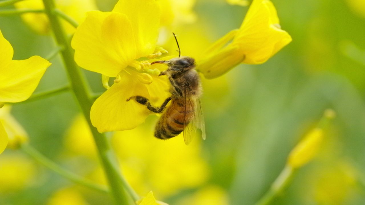 油菜花蜜蜂采蜜特写微距4K实拍