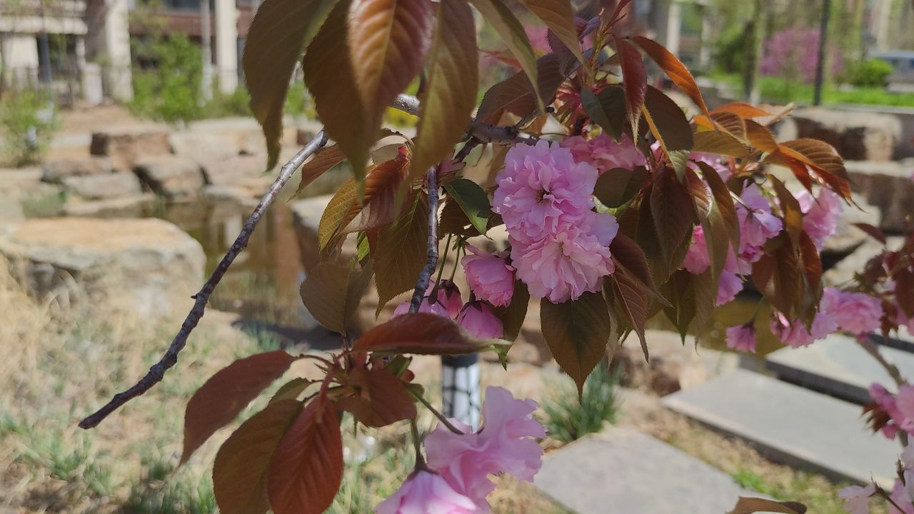 春天