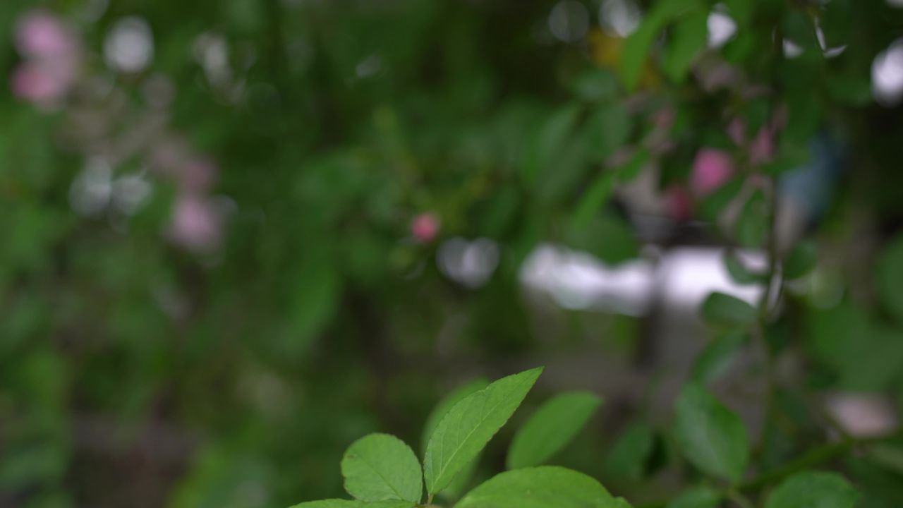 蔷薇花