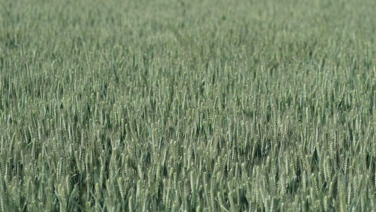 全景风吹麦动 × 4K 60帧 600mbps