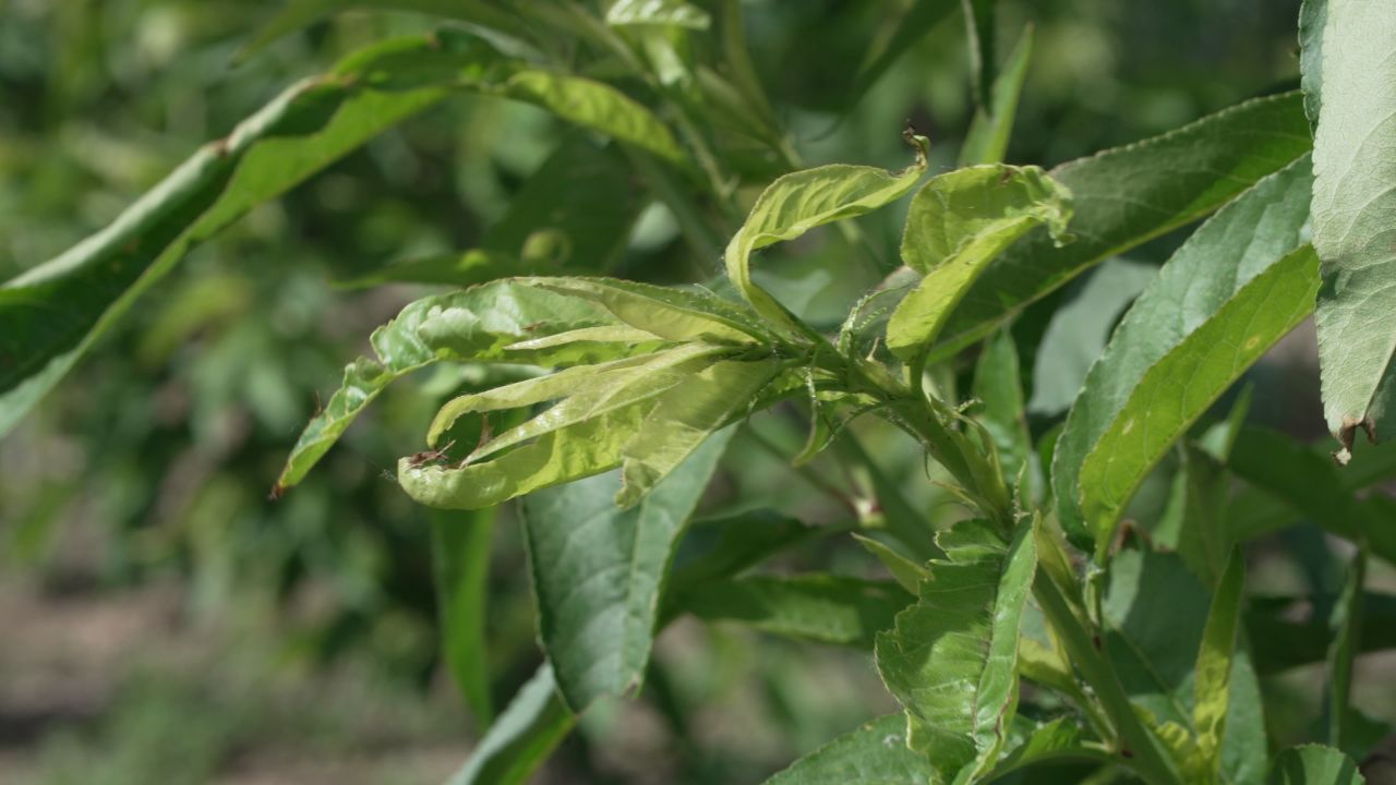 桃树上的虫害