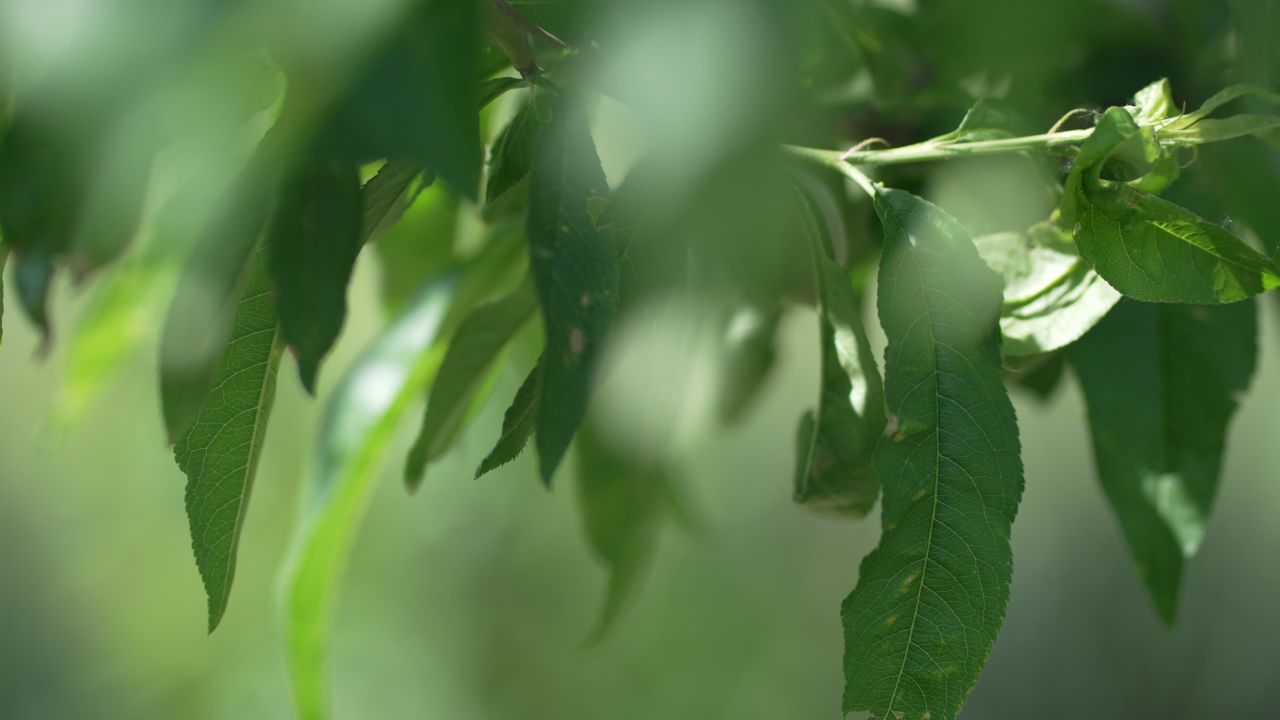 植物虫害
