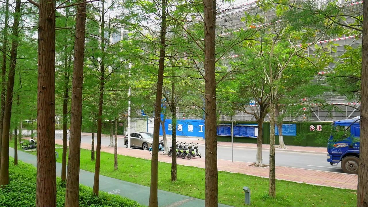 湿地公园路边池杉