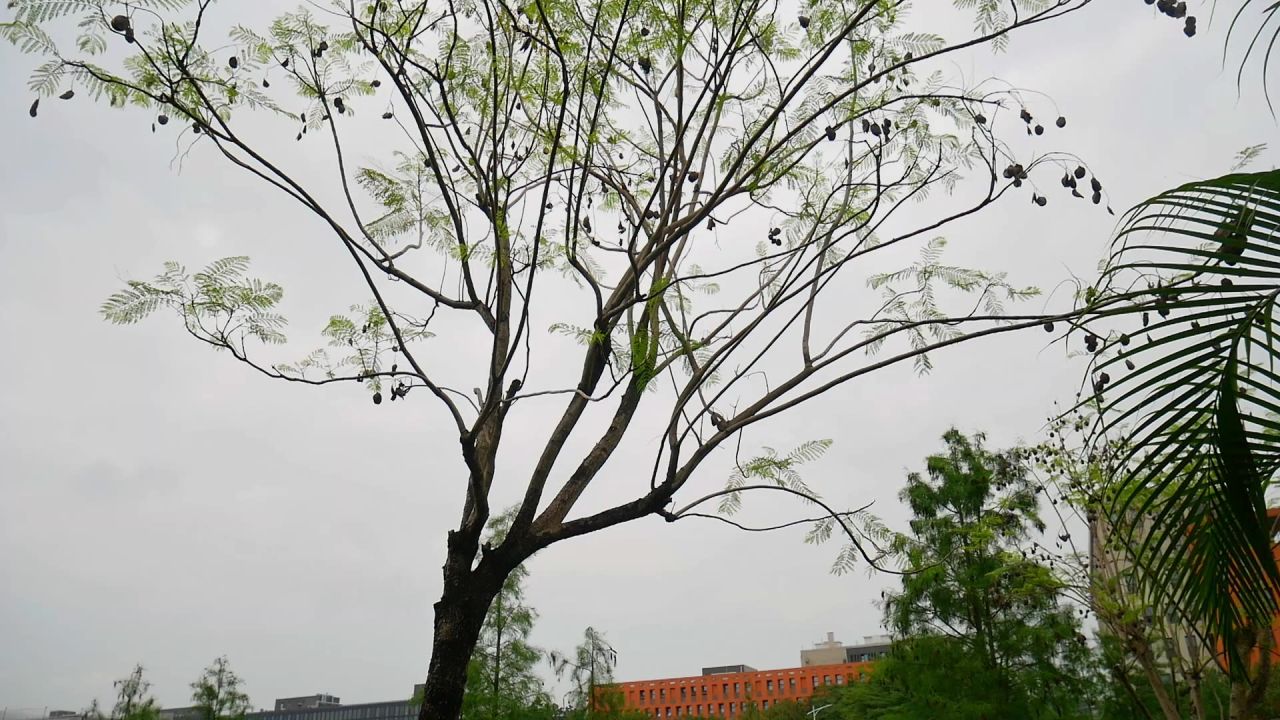 凤凰木荚果满树