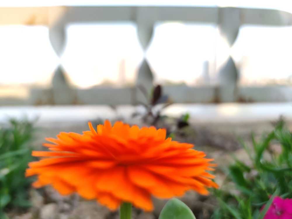 野花
