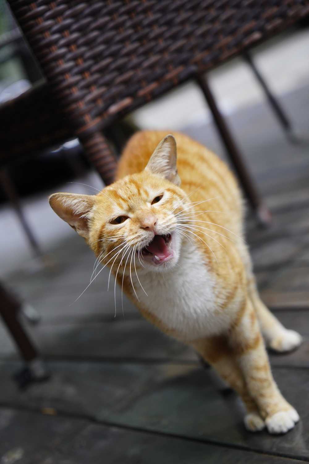 猫