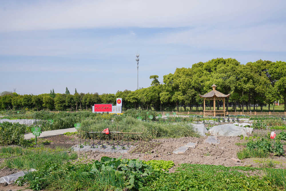乡村振兴新风貌新农村