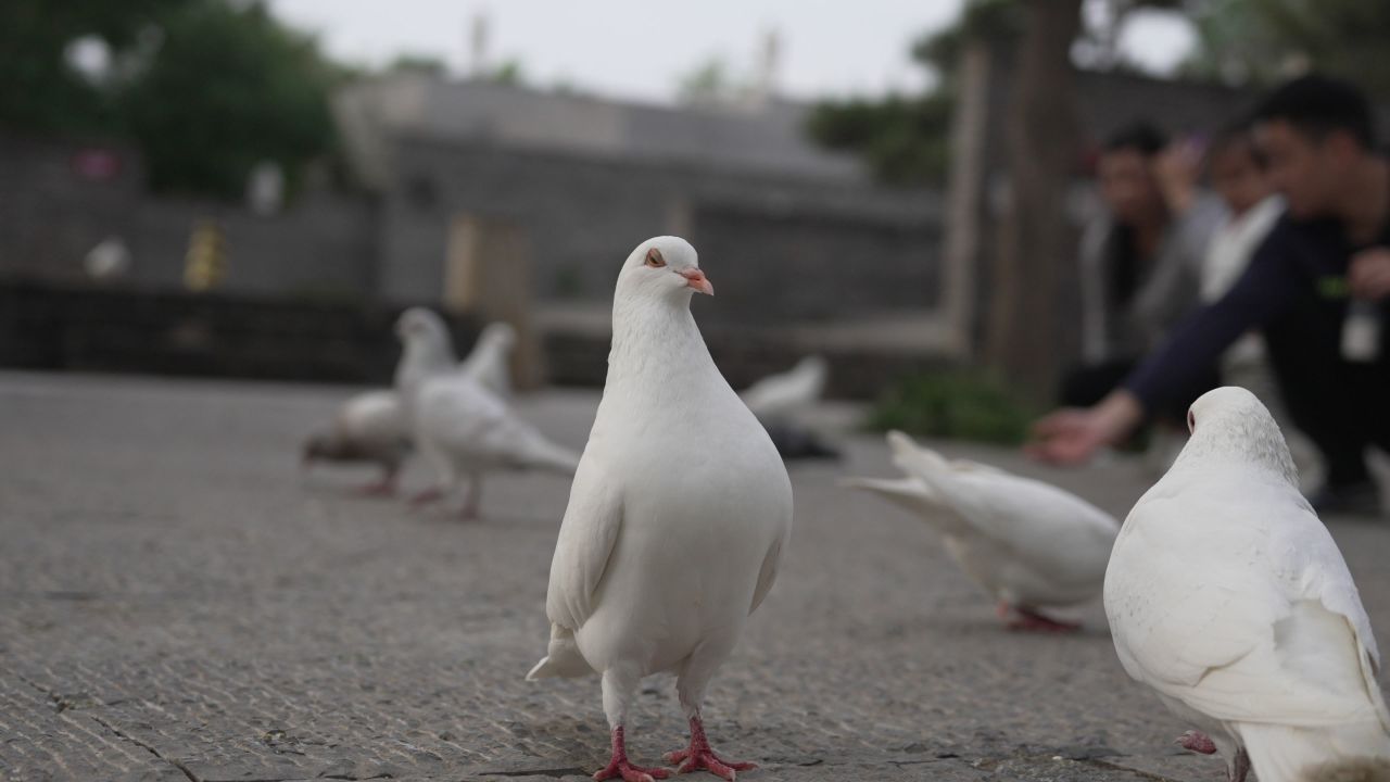 高傲的鸽子
