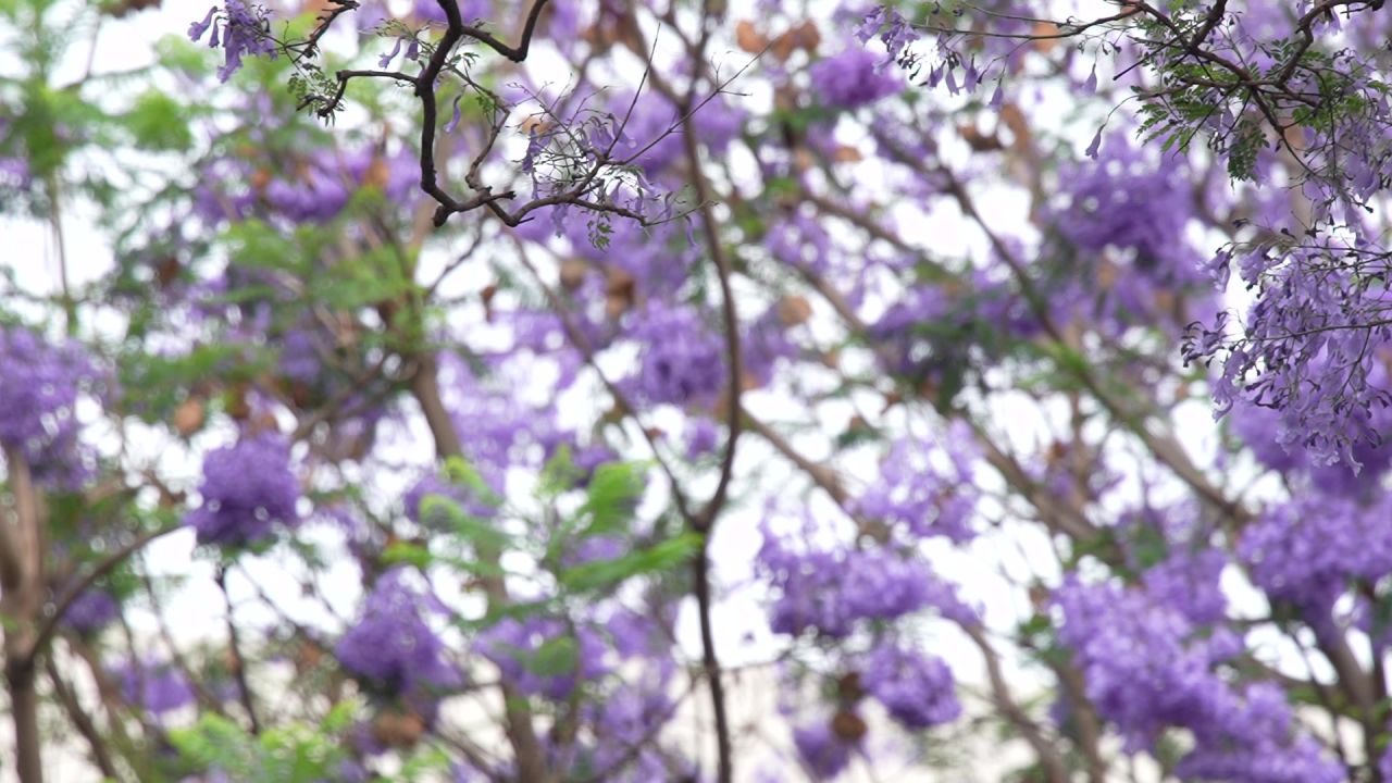 凉山州西昌市航天路蓝花楹