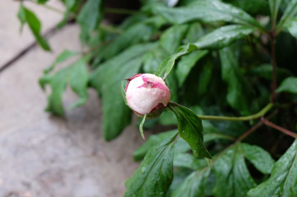 雨后花苞