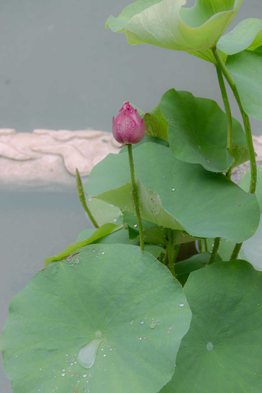 春雨如酥