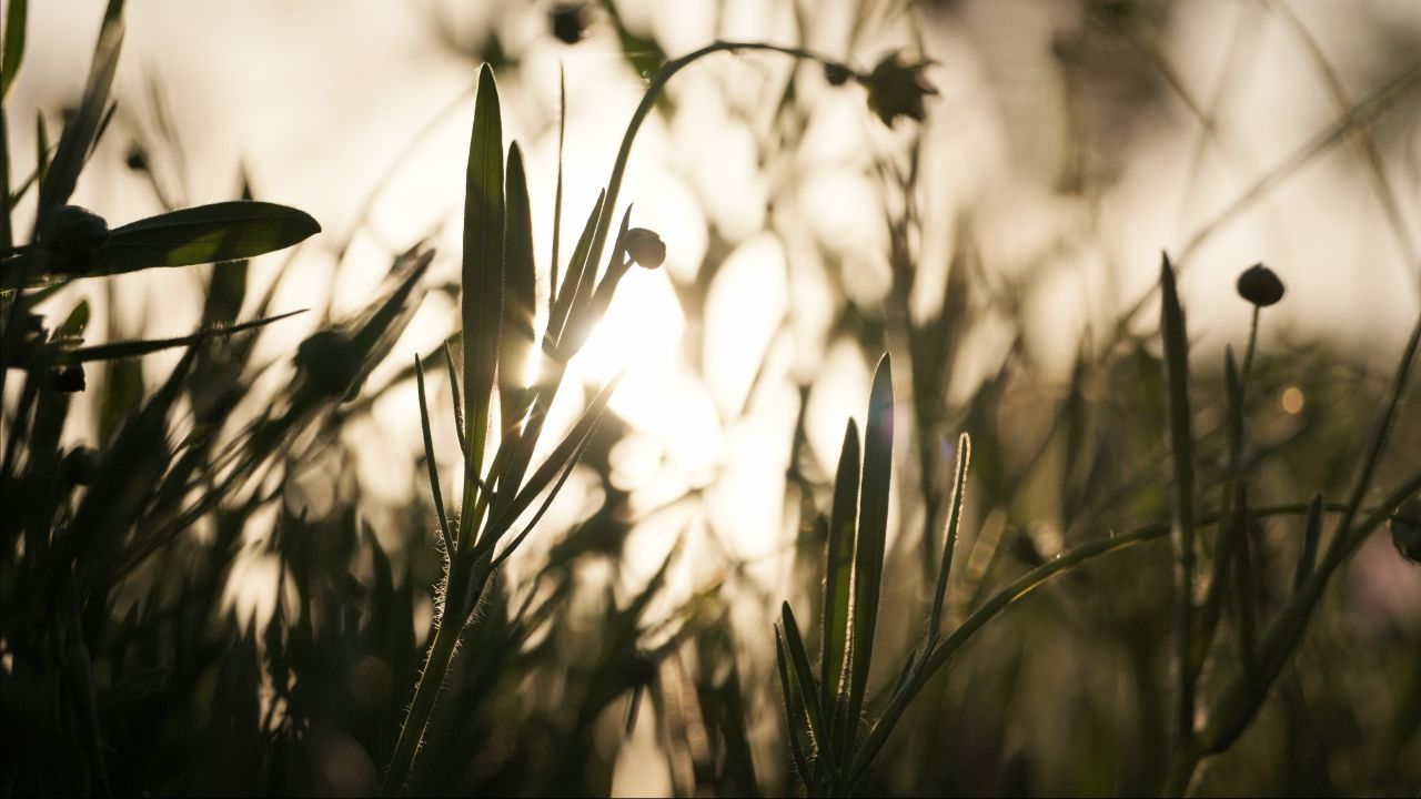 植物树木春天夏天绿油油生机盎然