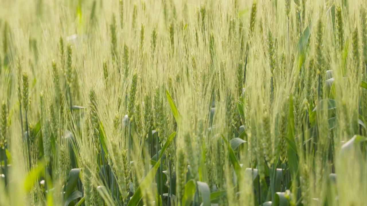 粮食水稻小麦庄稼农村作物丰收