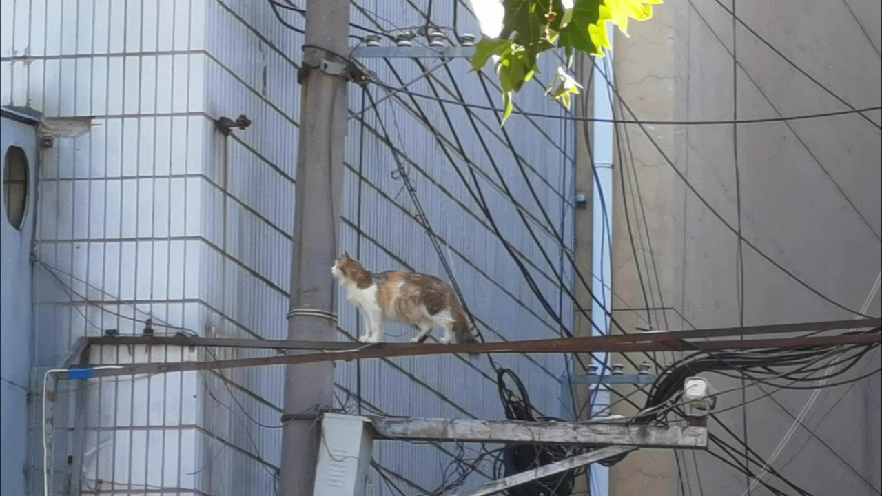 猫走钢管
