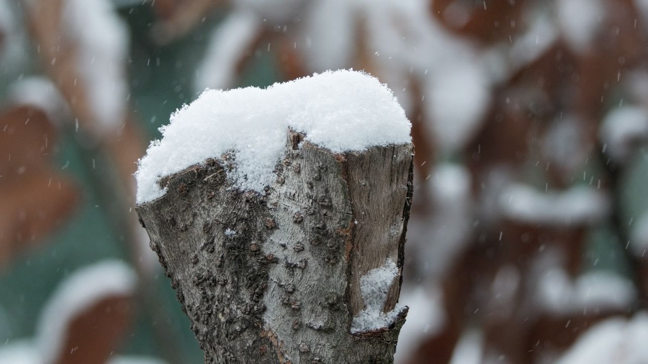 冬天冬季下雪花飘雪白雪皑皑4K