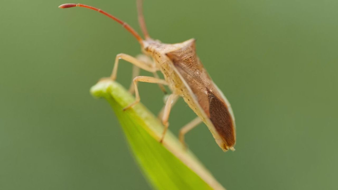 昆虫