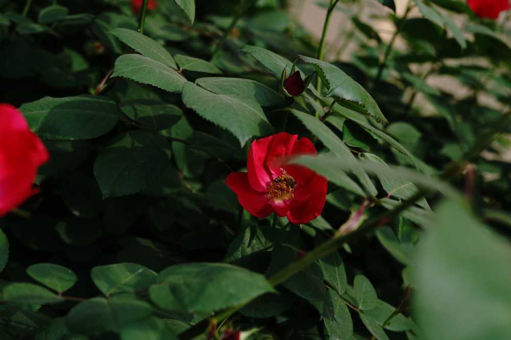 蜜蜂采蜜