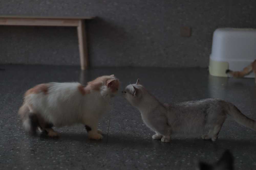 猫