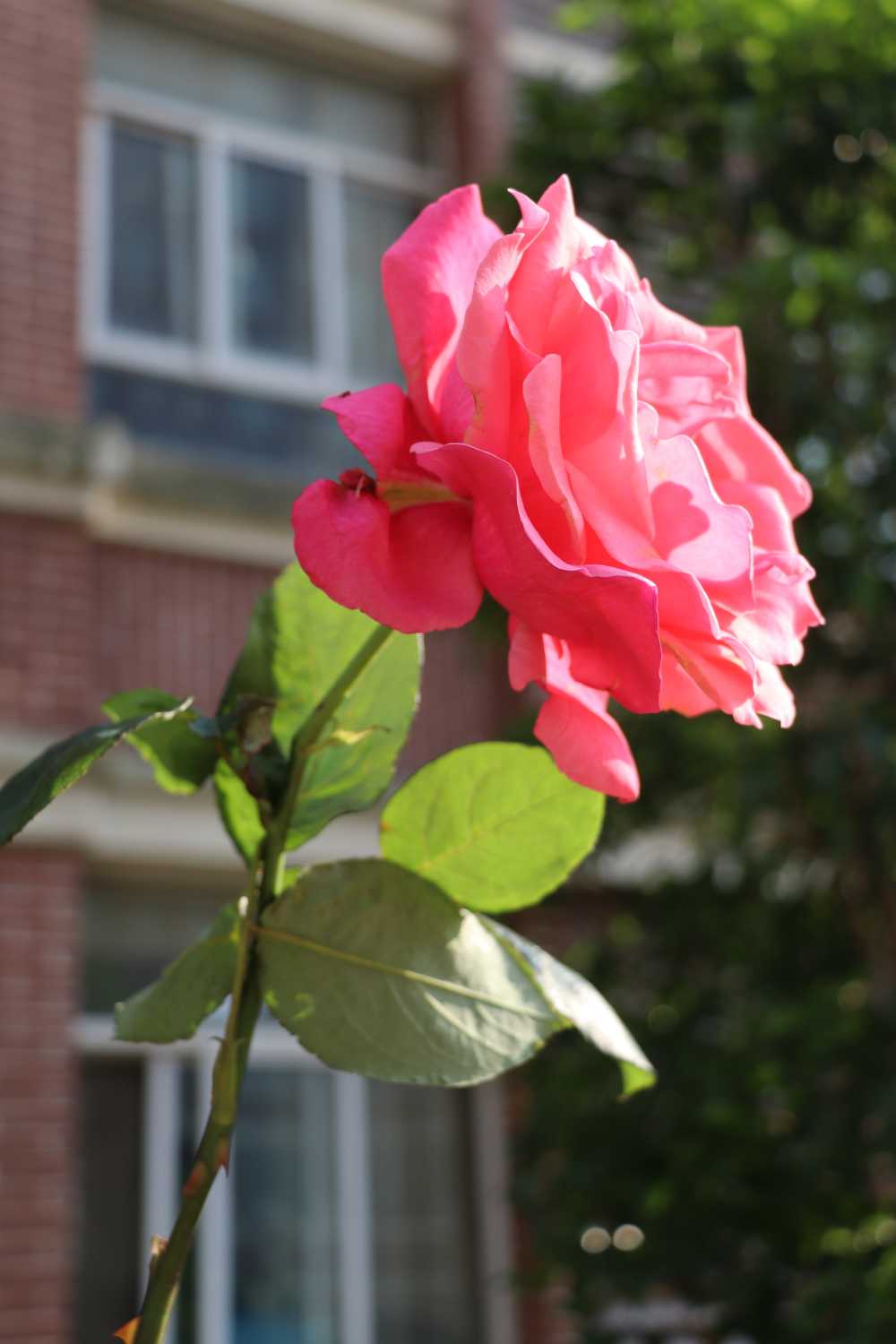 校园之内绽放盛开的月季花