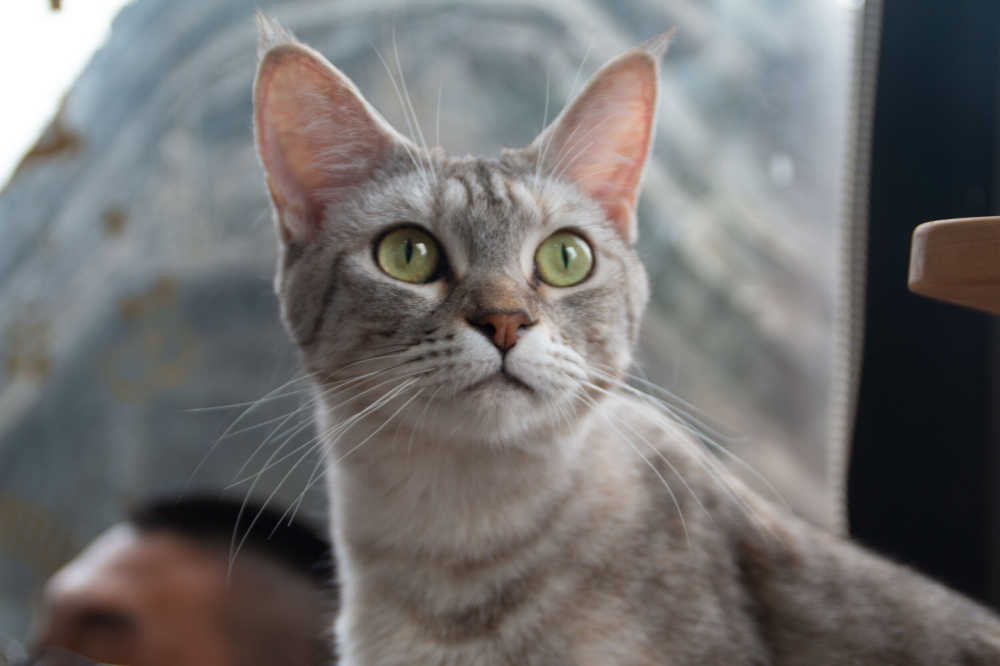 猫咪
