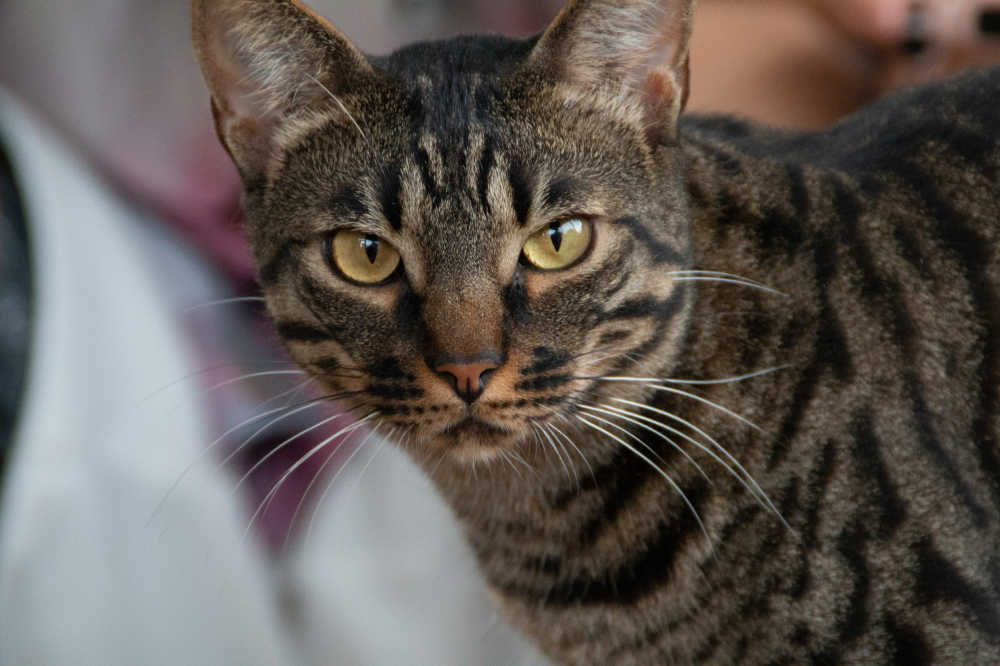 猫