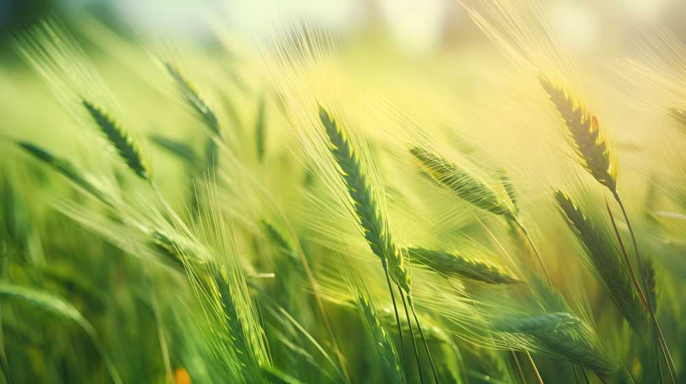 绿色麦惠夏季茂盛