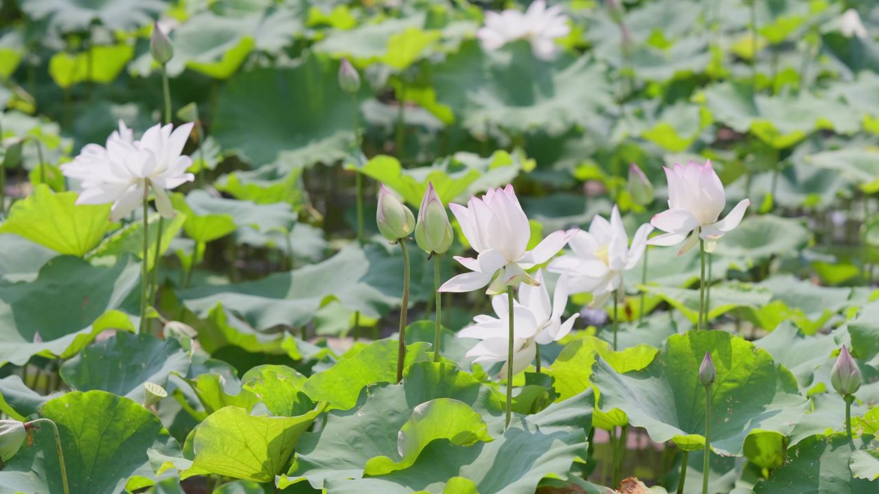 白色的荷花