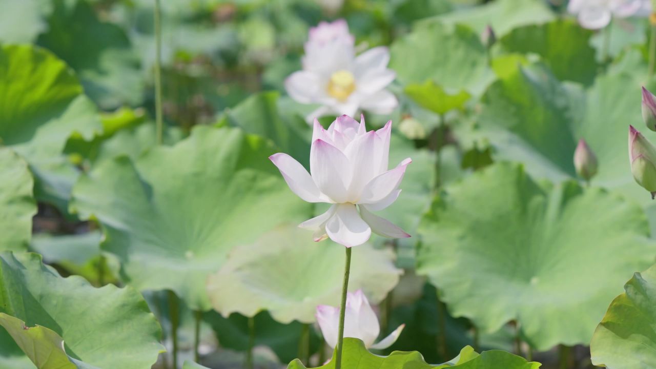 夏日唯美荷花