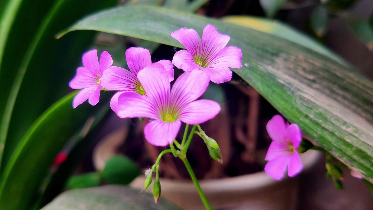 花盆里的紫色小花视频实拍