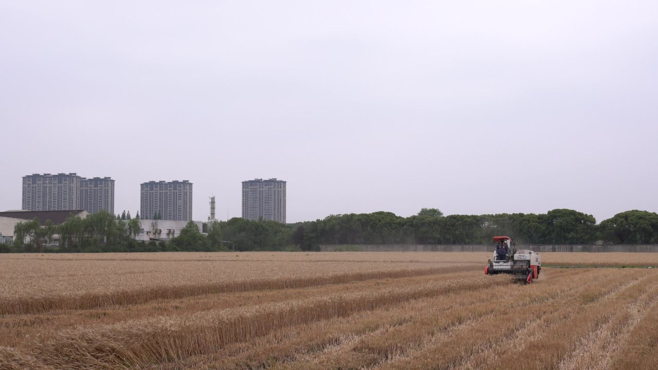 小麦田夏收