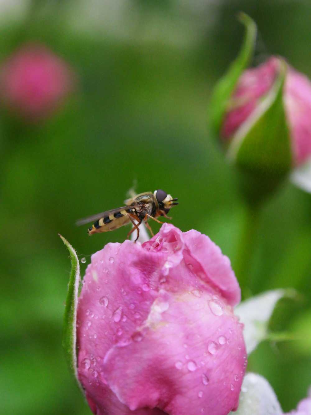 玫瑰花