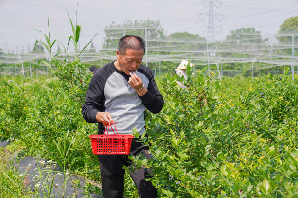 果园蓝莓