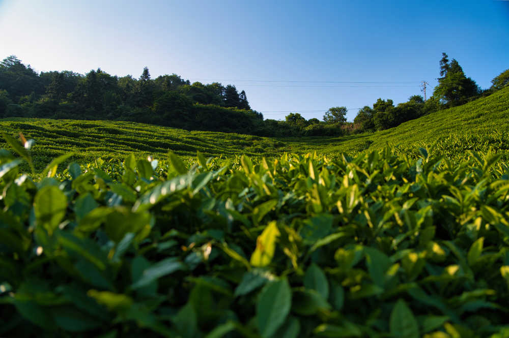蓝天下的田野