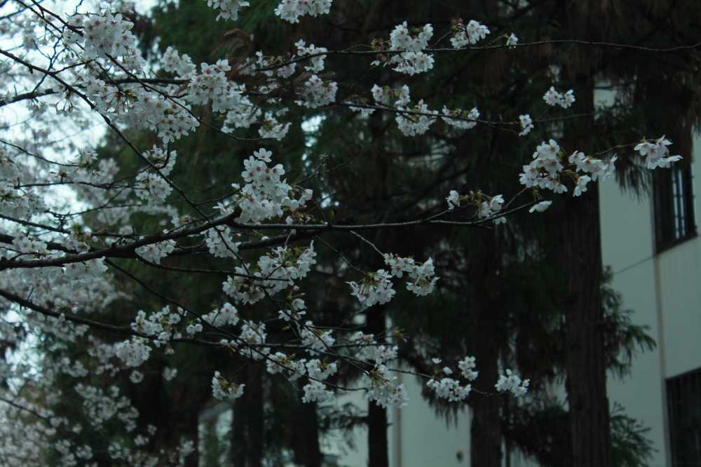 樱花