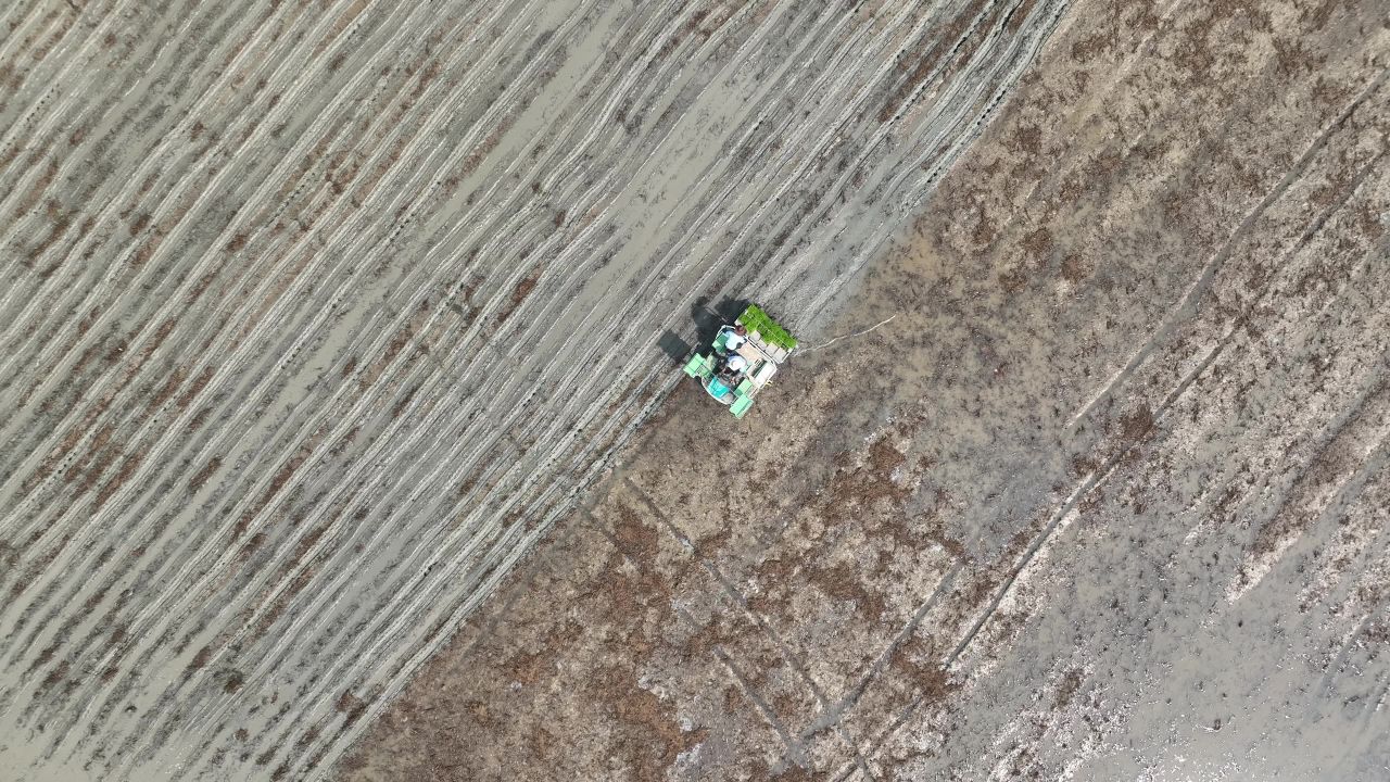 4K航拍夏种插秧现场