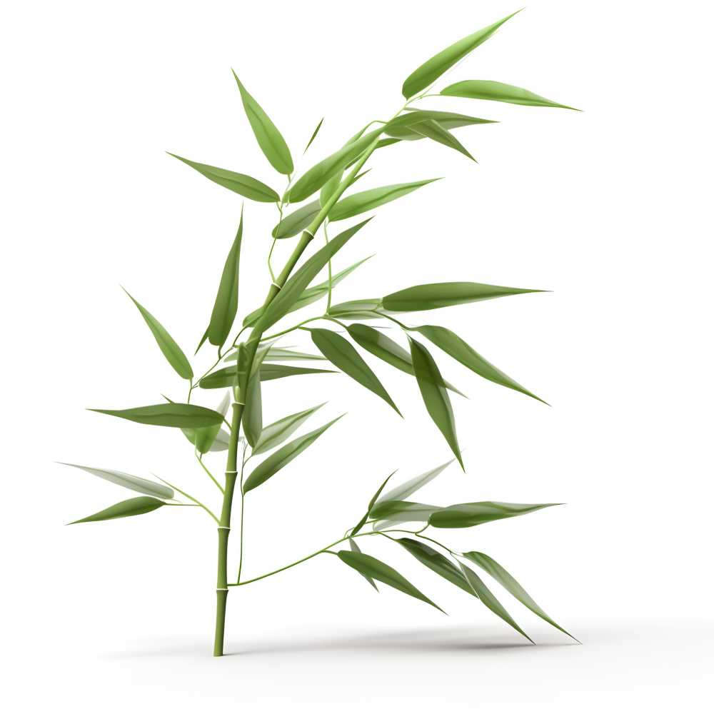 竹子叶元素超级高清