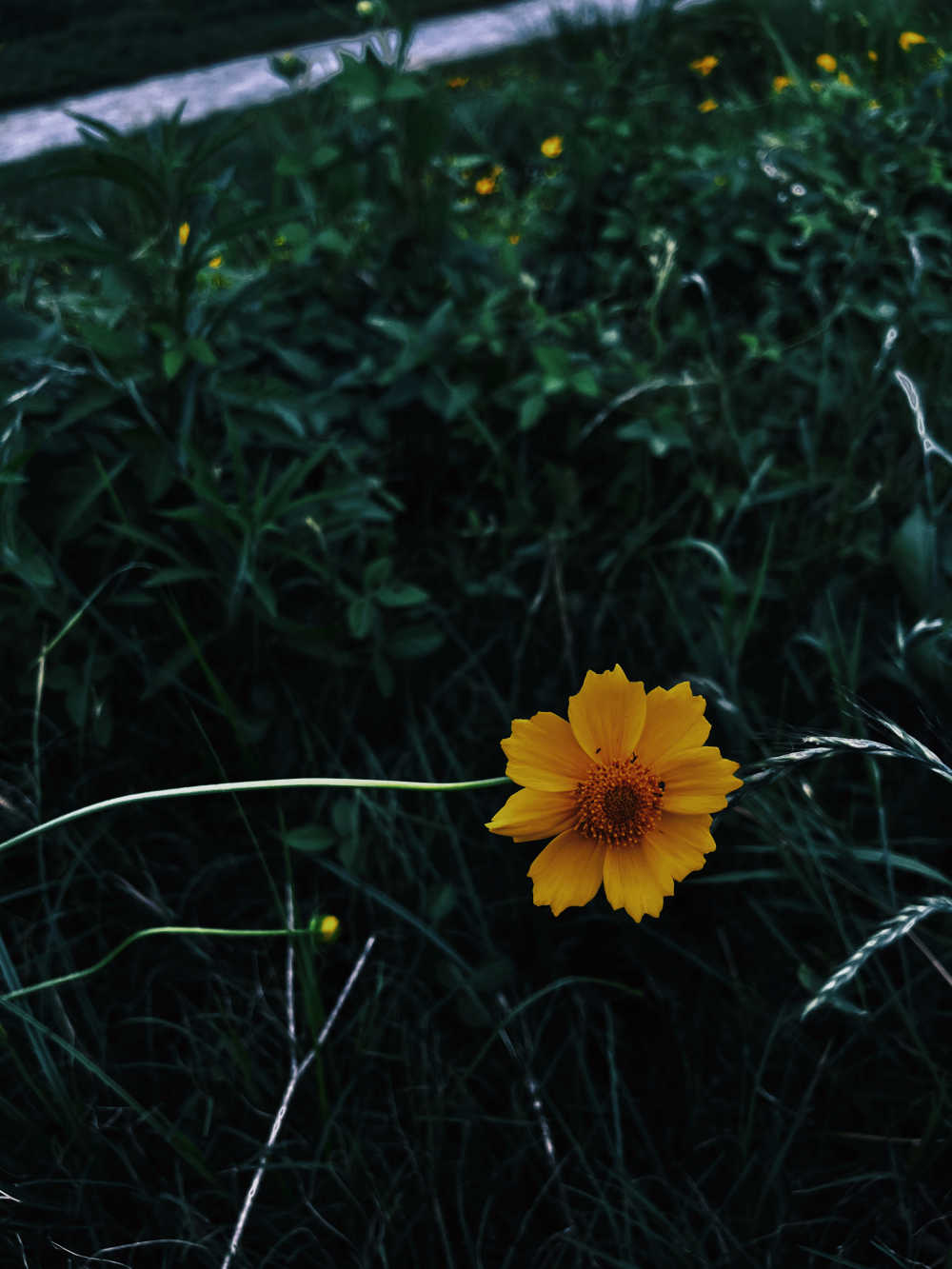 小花