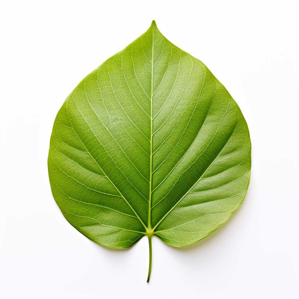 一片叶子元素自然