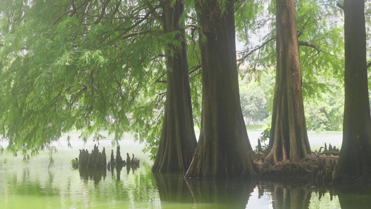 唯美水中的树