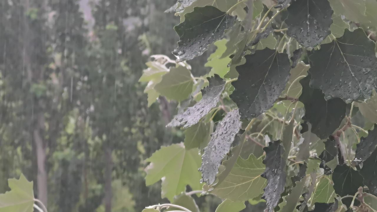 雨中的树