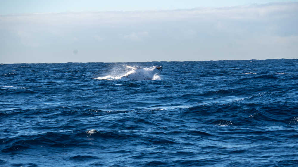 鲸鱼跃出海面