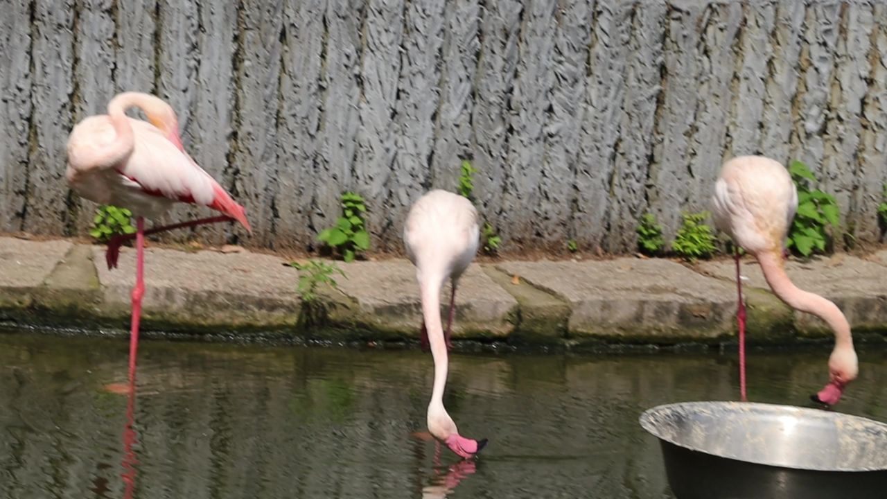 池塘嬉水火烈鸟